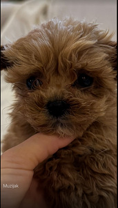 MALTIPOO KUTSIKAD (2 foto / 5)