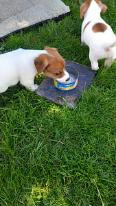 Jack Russelli terjeri (2 foto / 3)
