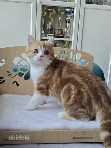 Шотландские прямоухие котята