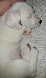 Jack Russell kutsikad, emane, Viimane! (2 foto / 3)