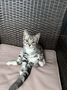 Kissanpennut etsii kotia (2 valokuva sivusta 2)