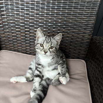 Kissanpennut etsii kotia
