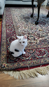 Maatias kissanpentuja (2 valokuva sivusta 4)