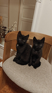 Ihania maatiais kissanpentuja (5 valokuva sivusta 6)