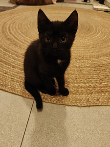 Ihania maatiais kissanpentuja (6 valokuva sivusta 6)