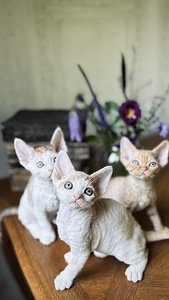 Devon Rex kassipojad otsivad armastavat kodu! (4 foto / 8)