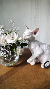 Devon Rex kassipojad otsivad armastavat kodu! (1 foto / 8)