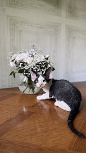Devon Rex kassipojad otsivad armastavat kodu! (7 foto / 8)
