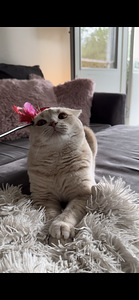British Shorthair (4 valokuva sivusta 4)