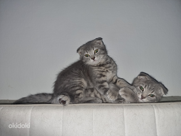 Ihania kissanpentuja