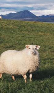 Noorte uttede ja lammaste ost (1 foto / 1)
