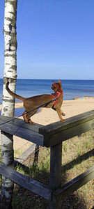 Клубные абиссинские котята (10 фото из 10)