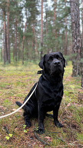 Labradors (4 foto no 4)