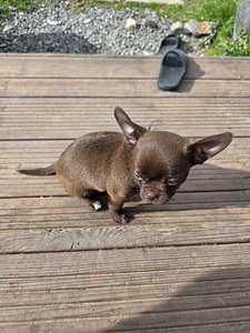 Chihuahuan pentu (3 valokuva sivusta 3)