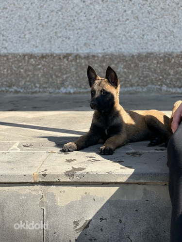 Բելգիական ավչառկա(մալինուա) (2)