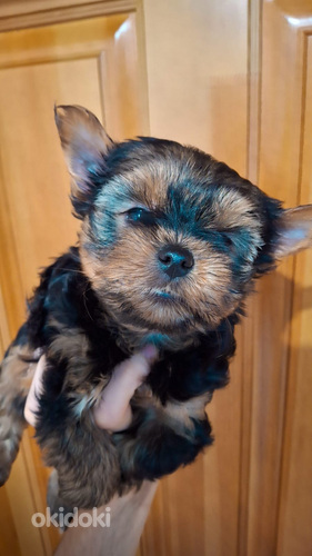 Миниатюрные Йорки