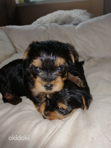 Tīršķirnes Jorkšīras terjera kucēni