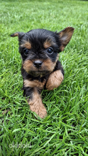 Tīršķirnes Jorkšīras terjera kucēni.