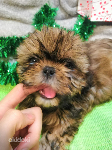 Tīršķirnes Ši-tcu kucēni