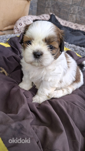 Ideāli Ši-Tcu kucēni!