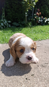 Tīršķirnes Kavaliera Kinga Čarlza Spaniels kucēni. (4 foto no 10)