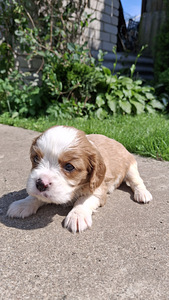 Tīršķirnes Kavaliera Kinga Čarlza Spaniels kucēni. (5 foto no 10)