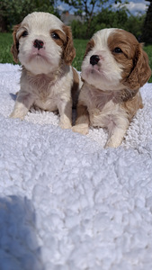 Tīršķirnes Kavaliera Kinga Čarlza Spaniels kucēni. (6 foto no 10)