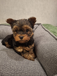 Jorkšīras Terjera Kucēni dzimuši 21. septembrī 2025 (8 foto no 10)