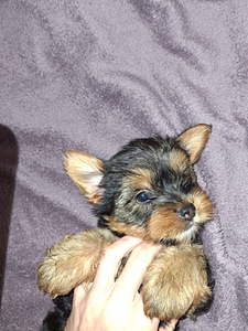 Jorkšīras Terjera meitenīte ir dzimusi 21. septembrī 2025 (6 foto no 10)