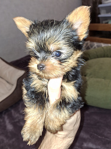 Mikro izmēra Jorks puika Baby-Face dzimis 21 septembrī 2025 (8 foto no 10)