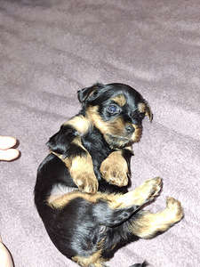 Tīršķirnes Jorkšīras terjeru kucēni dzimuši 4. novembrī 2025 (5 foto no 10)