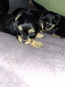 Tīršķirnes Jorkšīras terjeru kucēni dzimuši 4. novembrī 2025 (7 foto no 10)