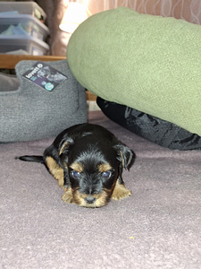 Tīršķirnes Jorkšīras terjeru kucēni dzima 04.11.2025. (4 foto no 10)