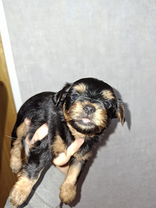 Tīršķirnes Jorkšīras terjeru kucēni dzima 04.11.2025. (5 foto no 10)