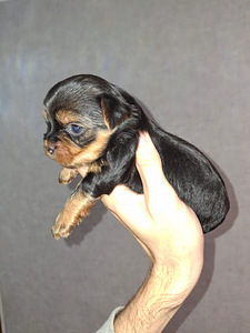 Tīršķirnes Jorkšīras terjeru kucēni dzima 04.11.2025. (9 foto no 10)