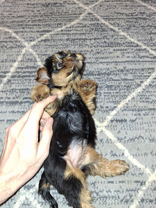 Чистокровные щенки Йоркширского Терьера родились 4 ноября (10 фото из 10)