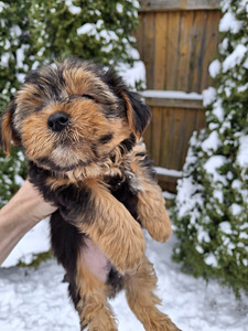 Tīršķirnes Jorkšīras terjera kucēni dzimuši 4. novembrī 2025 (9 foto no 10)