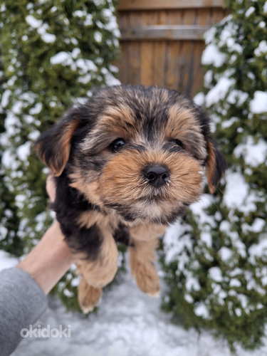 Jorkšīras terjera kucēni! 16.01.2026