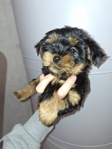 Jorkšīras terjera kucēni! 16.01.2026 (7 foto no 10)