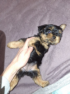 Чистокровные щенки йоркширского терьера 23.01.2026 (9 фото из 10)