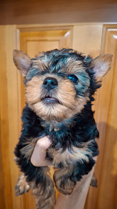 Tīršķirnes Jorkšīras terjeru kucēni (2 foto no 10)