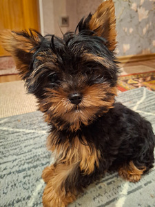 Tīršķirnes Jorkšīras terjeru kucēni (9 foto no 10)