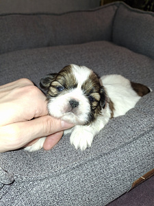 Ideāli tīršķirnes Ši-cu kucēni. Dzima 28. janvārī 2026 (5 foto no 10)