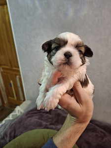 Ideāli tīršķirnes Ši-cu kucēni. Dzima 28. janvārī 2026 (9 foto no 10)