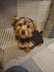 Jorkšīras terjera kucēni 02.03.2026 (4 foto no 10)