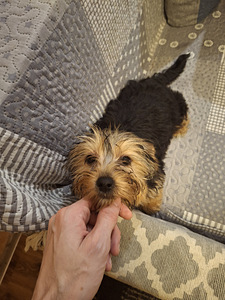 Jorkšīras terjera kucēni 02.03.2026 (5 foto no 10)