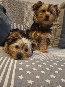 Jorkšīras terjera kucēni 02.03.2026 (6 foto no 10)