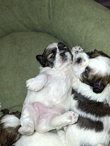 Ideāli tīršķirnes Ši-tcu kucēni. 02.03.2026 (7 foto no 9)