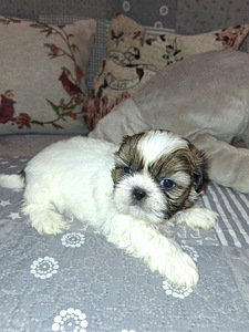 Ideāli tīršķirnes Ši-tcu kucēni. 12.03.2026 (8 foto no 10)