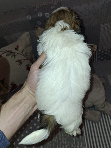 Ideāli tīršķirnes Ši-tcu kucēni. 12.03.2026 (9 foto no 10)